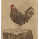 A trade card featuring the profile of a chicken
